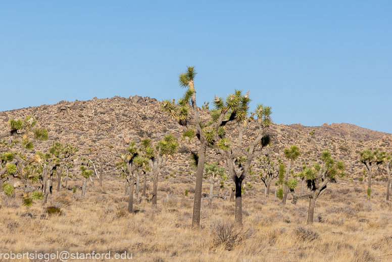 Joshua Tree